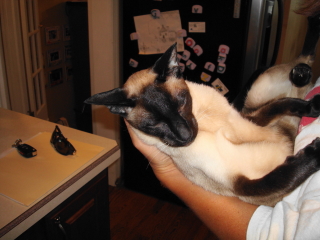 HAILEY - New Providence